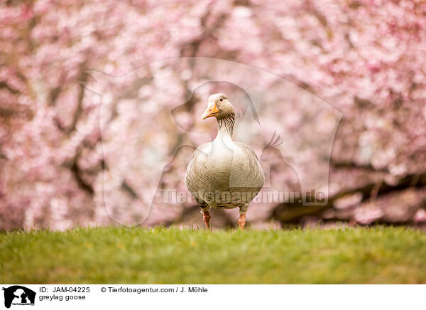 Graugans / greylag goose / JAM-04225