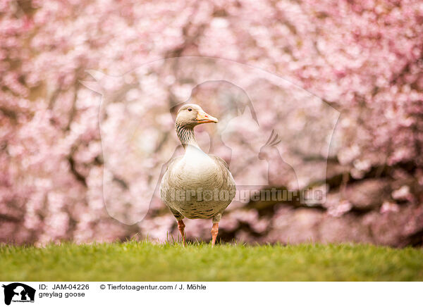 greylag goose / JAM-04226