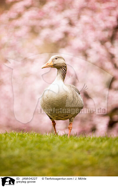 Graugans / greylag goose / JAM-04227