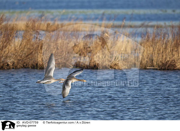 Graugnse / greylag geese / AVD-07759