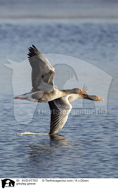 Graugnse / greylag geese / AVD-07763
