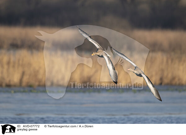 Graugnse / greylag geese / AVD-07772
