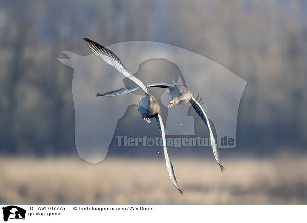 greylag geese / AVD-07775