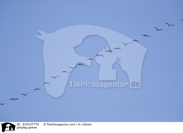Graugnse / greylag geese / AVD-07778