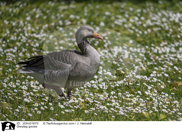 Graugans / Greylag goose / JOH-01670