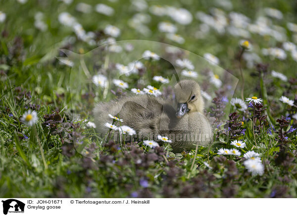 Graugans / Greylag goose / JOH-01671