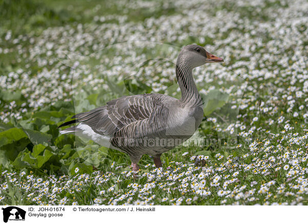 Graugans / Greylag goose / JOH-01674