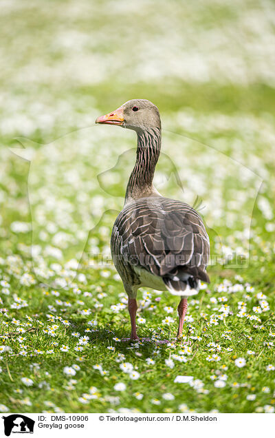 Graugans / Greylag goose / DMS-10906