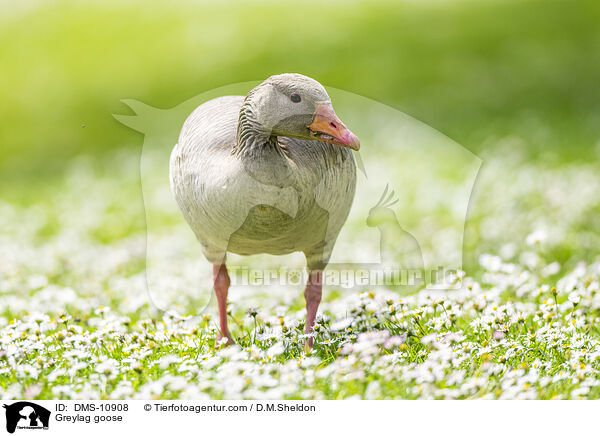 Graugans / Greylag goose / DMS-10908