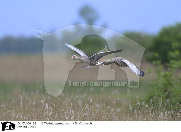 Graugans / greylag goose / DV-04162