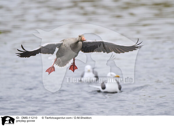 Graugans / greylag goose / DMS-11210