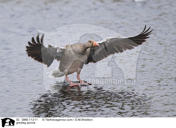 Graugans / greylag goose / DMS-11211