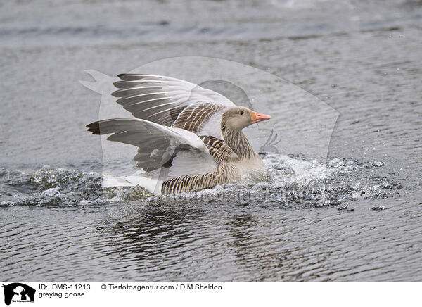 Graugans / greylag goose / DMS-11213