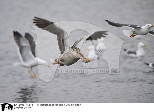 Graugans / greylag goose / DMS-11214