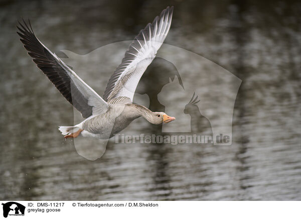 Graugans / greylag goose / DMS-11217