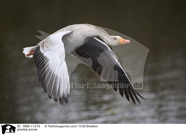 Graugans / greylag goose / DMS-11218