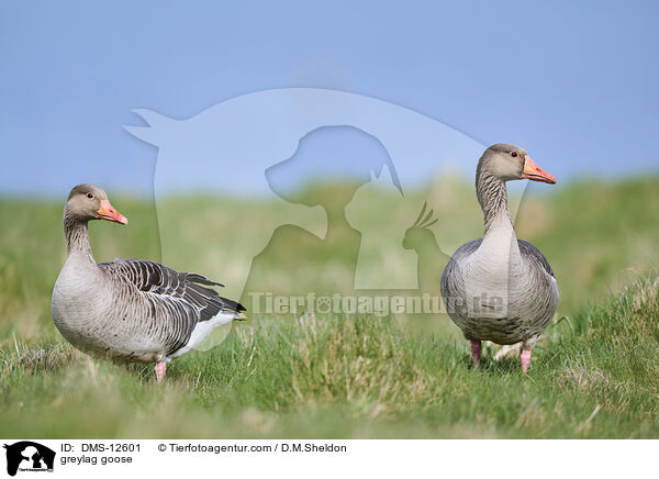 Graugans / greylag goose / DMS-12601