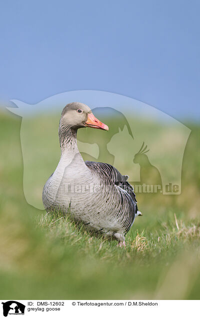 Graugans / greylag goose / DMS-12602