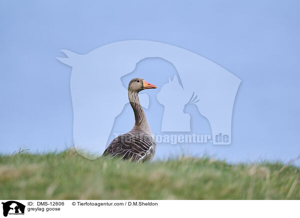 Graugans / greylag goose / DMS-12606