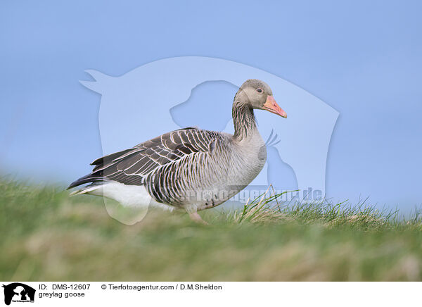Graugans / greylag goose / DMS-12607