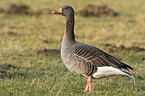 greylag goose