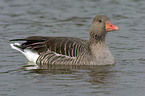 greylag goose