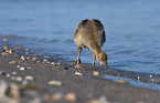 young greylag goose