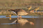greylag geese
