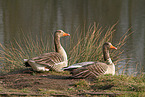 greylag geese