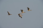 greylag geese