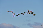 greylag geese