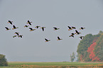 greylag geese