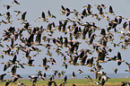 greylag geese