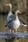 greylag geese