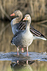greylag geese