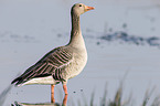 greylag goose