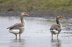 greylag geese