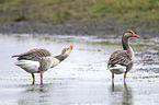 greylag geese
