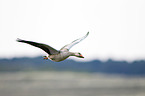 greylag goose