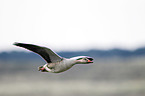 greylag goose