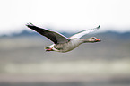 greylag goose