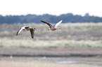 greylag geese