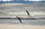 greylag geese