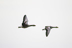 greylag geese