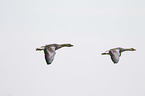 greylag geese