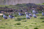 greylag geese