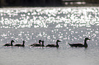 greylag geese