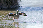 greylag goose