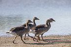 greylag geese