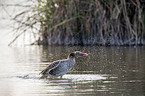 greylag goose